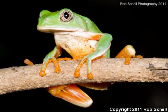 Mexican Leaf Frog (Pachymedusa dacnicolor)