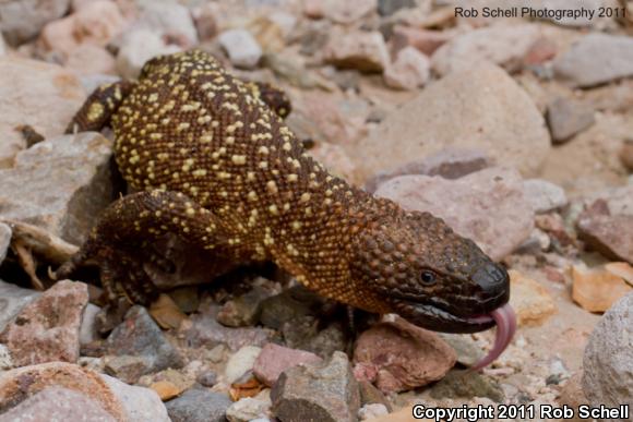 Mexican Beaded Lizard (Heloderma horridum horridum)