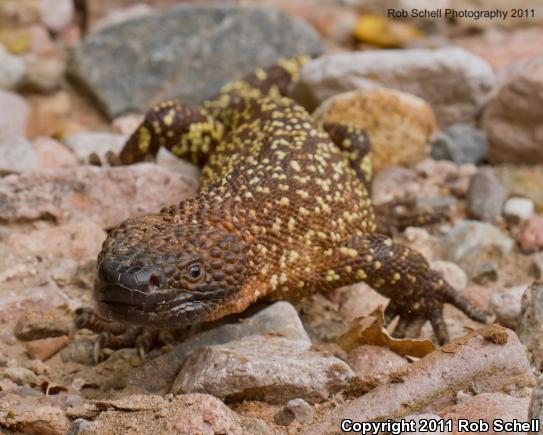 Mexican Beaded Lizard (Heloderma horridum horridum)