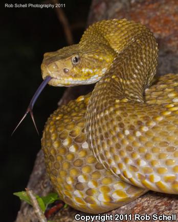 Mexican West Coast Rattlesnake (Crotalus basiliscus)