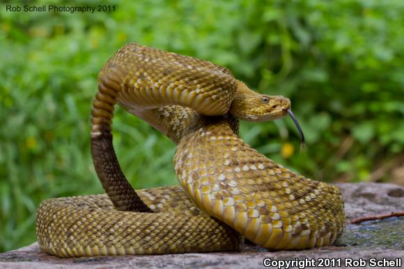 Mexican West Coast Rattlesnake (Crotalus basiliscus)