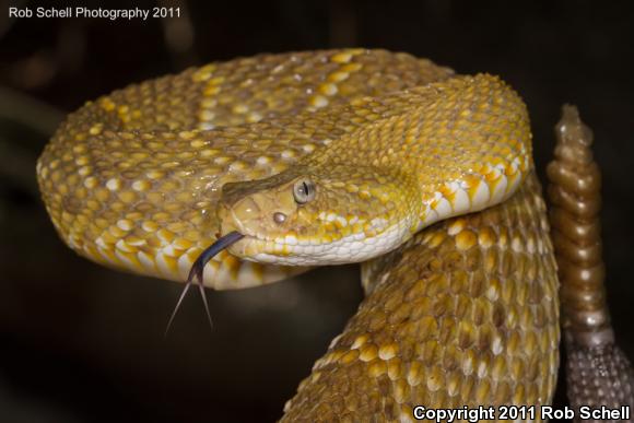 Mexican West Coast Rattlesnake (Crotalus basiliscus)