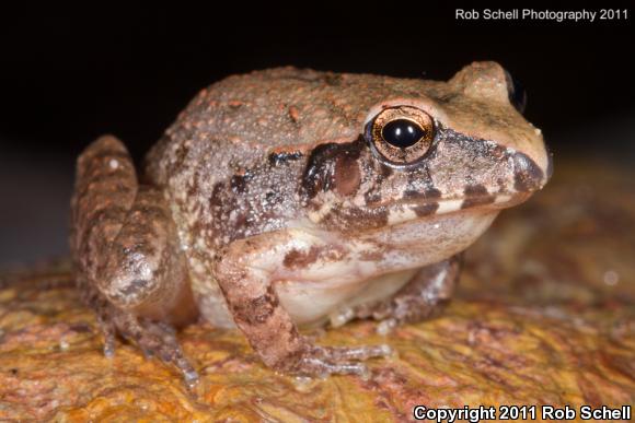 Taylor's Barking Frog (Craugastor occidentalis)