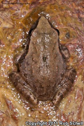 Taylor's Barking Frog (Craugastor occidentalis)