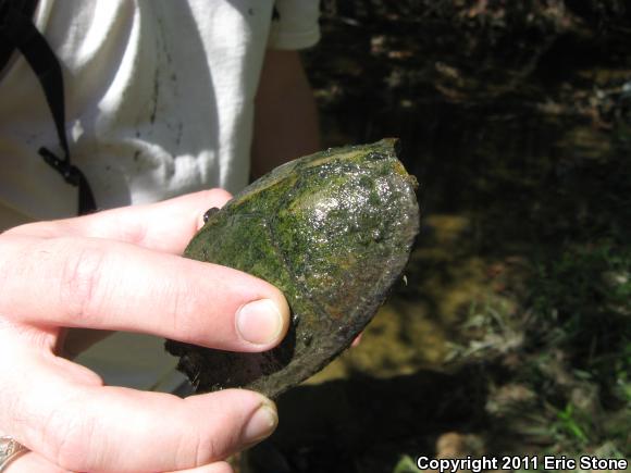 Razor-backed Musk Turtle (Sternotherus carinatus)