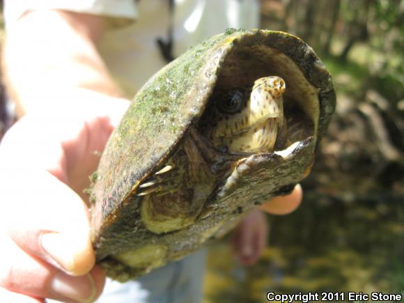 Razor-backed Musk Turtle (Sternotherus carinatus)