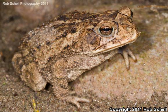 Sinaloa Toad (Ollotis mazatlanensis)