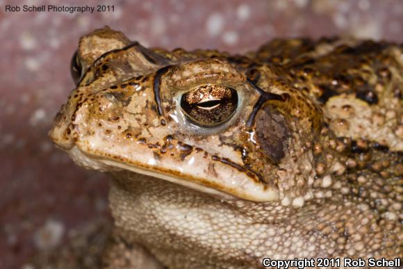 Sinaloa Toad (Ollotis mazatlanensis)