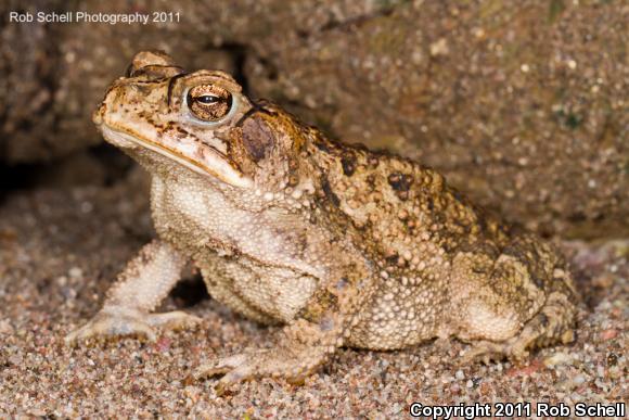 Sinaloa Toad (Ollotis mazatlanensis)