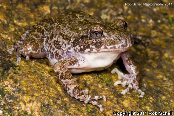 Western Barking Frog (Craugastor augusti cactorum)