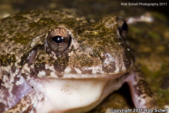 Western Barking Frog (Craugastor augusti cactorum)