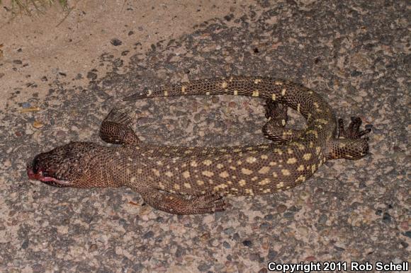 Mexican Beaded Lizard (Heloderma horridum horridum)