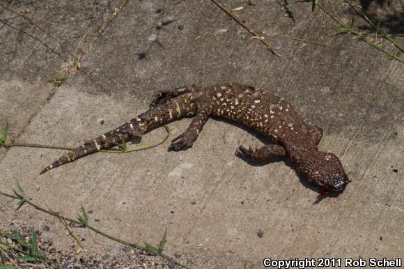 Mexican Beaded Lizard (Heloderma horridum horridum)