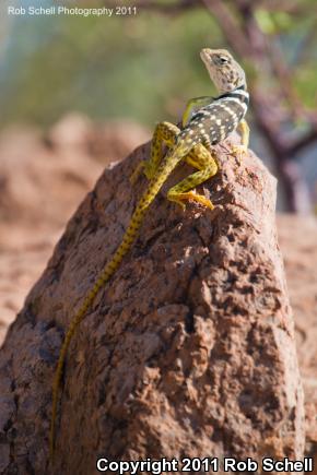 Mexican Blue-collared Lizard (Crotaphytus dickersonae)