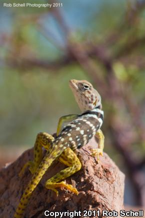 Mexican Blue-collared Lizard (Crotaphytus dickersonae)