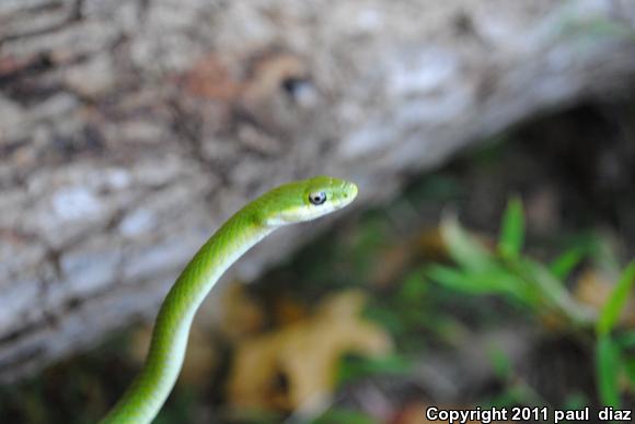 Northern Rough Greensnake (Opheodrys aestivus aestivus)