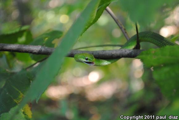 Northern Rough Greensnake (Opheodrys aestivus aestivus)