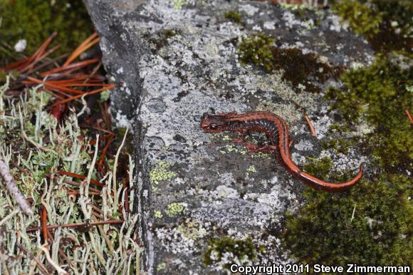 Larch Mountain Salamander (Plethodon larselli)