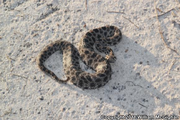 Dusky Pigmy Rattlesnake (Sistrurus miliarius barbouri)