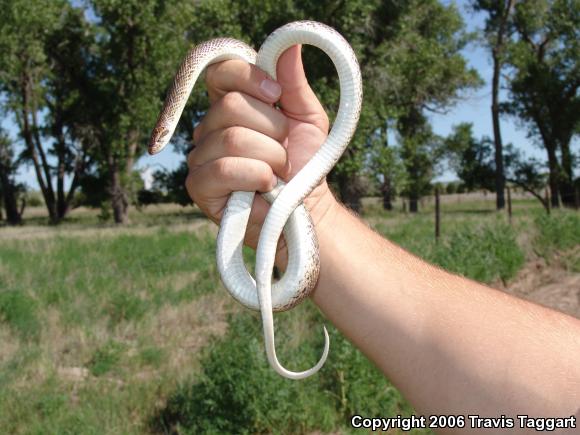 Texas Glossy Snake (Arizona elegans arenicola)