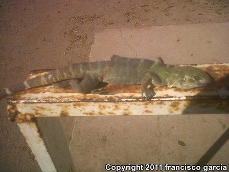 Sonoran Spiny-tailed Iguana (Ctenosaura macrolopha)