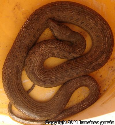 Pacific Gartersnake (Thamnophis validus validus)