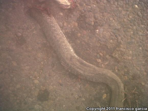 Pacific Gartersnake (Thamnophis validus validus)