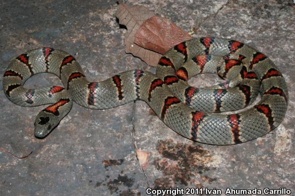 Greer's Mountain Kingsnake (Lampropeltis mexicana greeri)