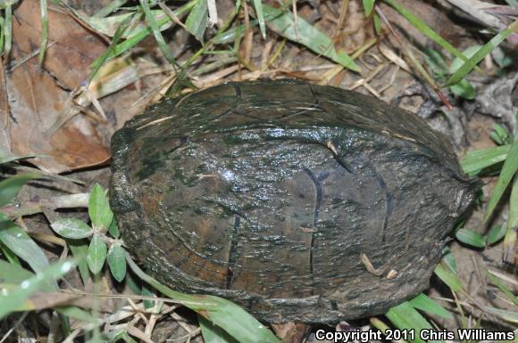 Razor-backed Musk Turtle (Sternotherus carinatus)