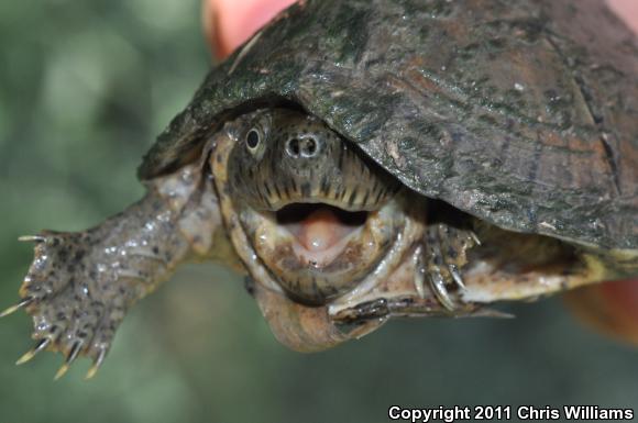 Razor-backed Musk Turtle (Sternotherus carinatus)