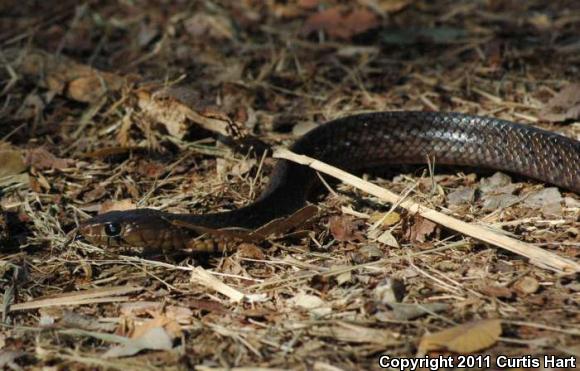 Texas Indigo Snake (Drymarchon melanurus erebennus)