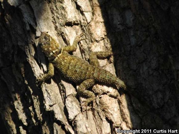 Blue-chinned Rough-scaled Lizard (Sceloporus cyanogenys)