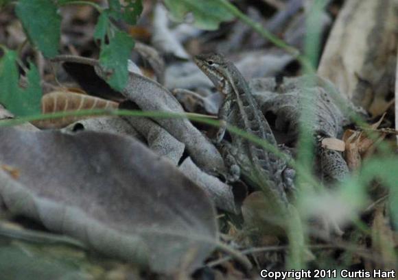 Texas Rose-bellied Lizard (Sceloporus variabilis marmoratus)