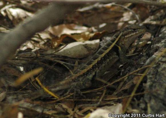 Texas Rose-bellied Lizard (Sceloporus variabilis marmoratus)