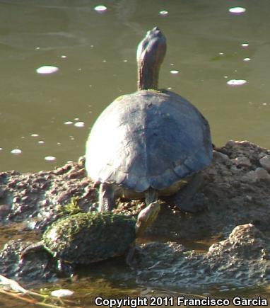 Yaqui Slider (Trachemys yaquia)