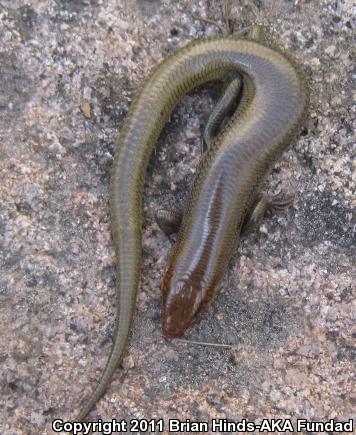 Arizona Skink (Plestiodon gilberti arizonensis)