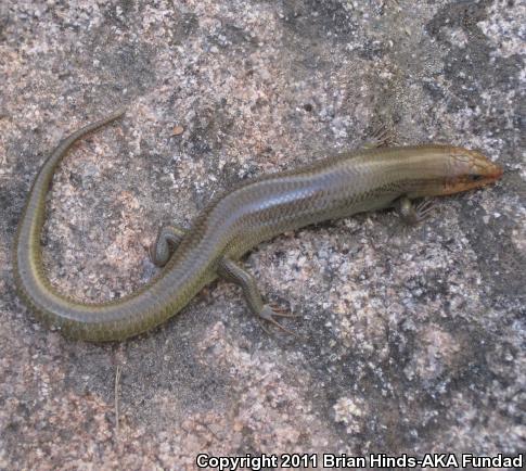 Arizona Skink (Plestiodon gilberti arizonensis)