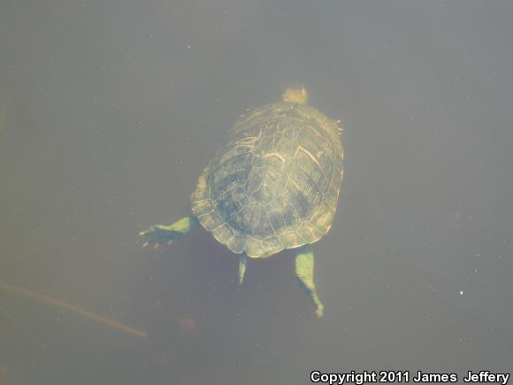 Alabama Red-bellied Cooter (Pseudemys alabamensis)