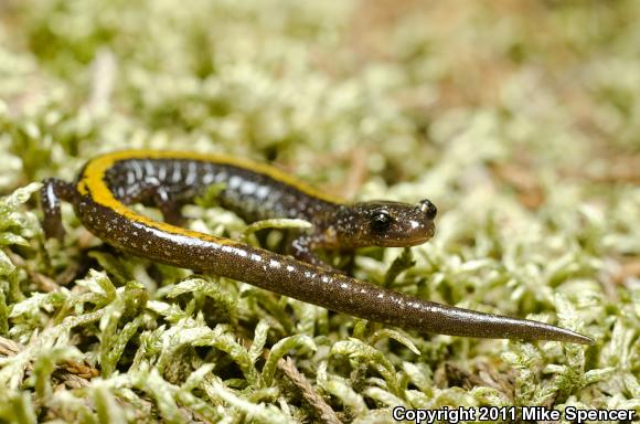 Ozark Zigzag Salamander (Plethodon angusticlavius)