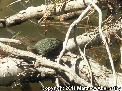 Razor-backed Musk Turtle (Sternotherus carinatus)