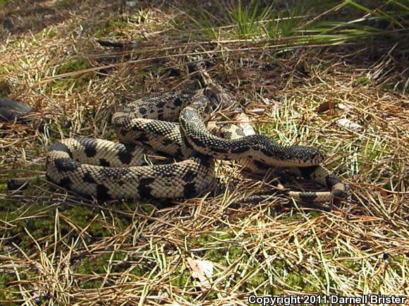 Northern Pinesnake (Pituophis melanoleucus melanoleucus)