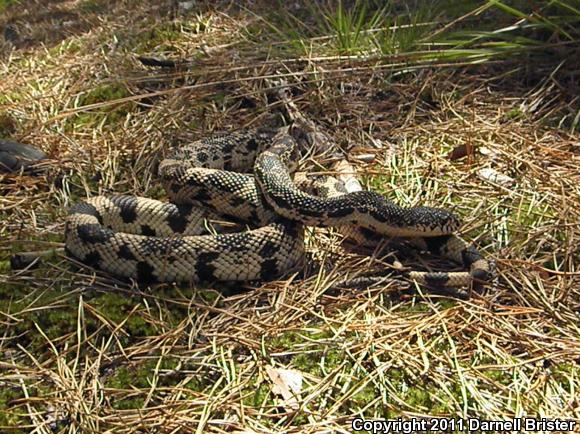 Northern Pinesnake (Pituophis melanoleucus melanoleucus)