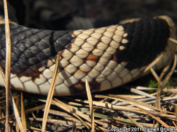 Northern Pinesnake (Pituophis melanoleucus melanoleucus)