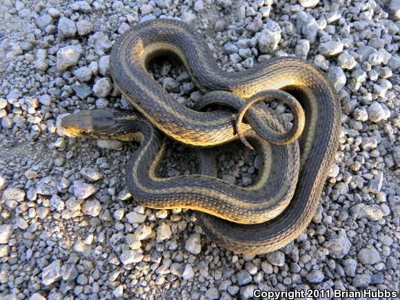 Giant Gartersnake (Thamnophis gigas)