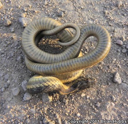 Giant Gartersnake (Thamnophis gigas)