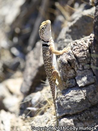 Sonoran Collared Lizard (Crotaphytus nebrius)