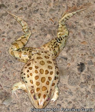 Forrer's Grass Frog (Lithobates forreri)