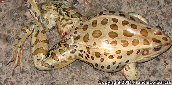 Forrer's Grass Frog (Lithobates forreri)