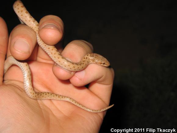 Mesa Verde Nightsnake (Hypsiglena chlorophaea loreala)