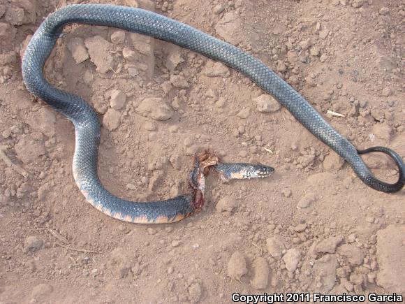 Mexican West Coast Cribo (Drymarchon melanurus rubidus)